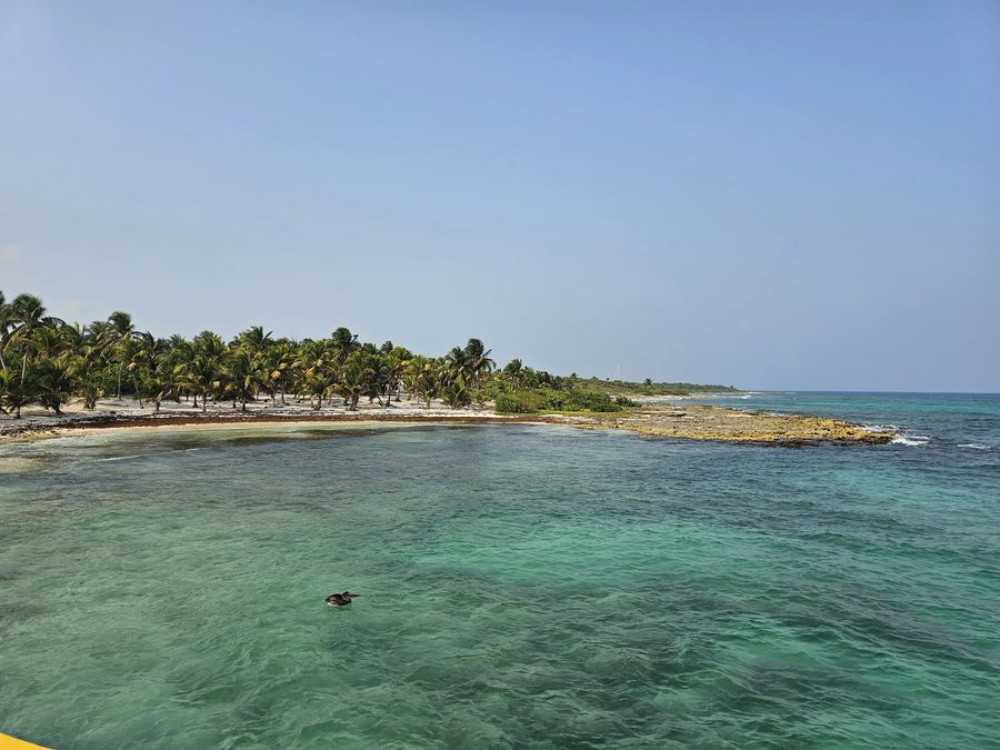 Palm-lined Caribbean beach with turquoise water